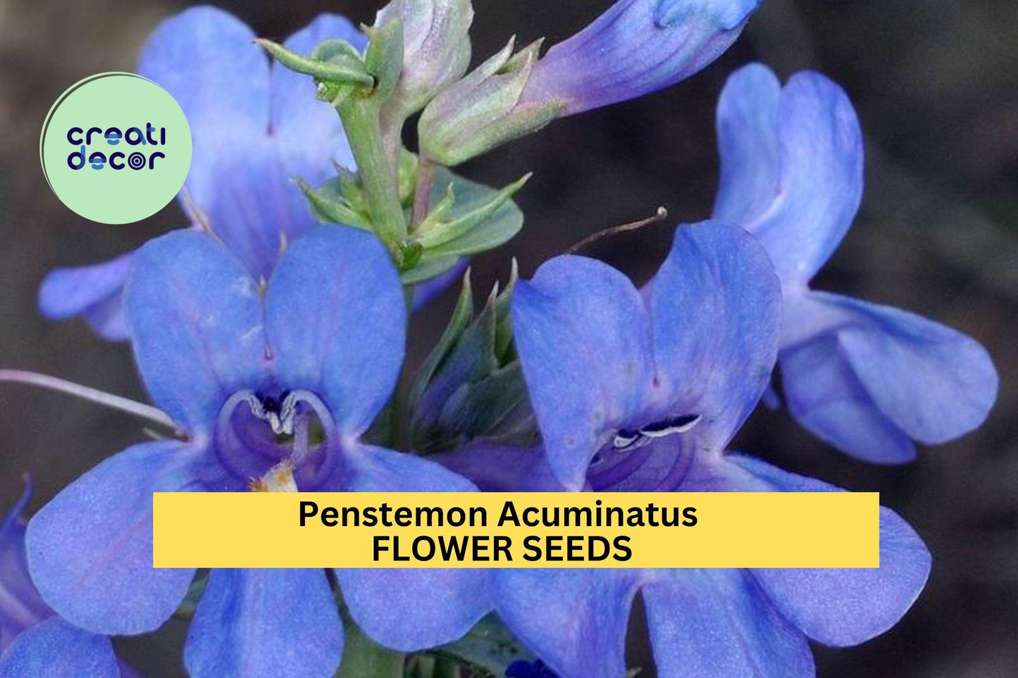3 Pack Penstemon acuminatus Seeds – Blue Wildflower for Dry Gardens, Pollinator Beds, Native Landscaping