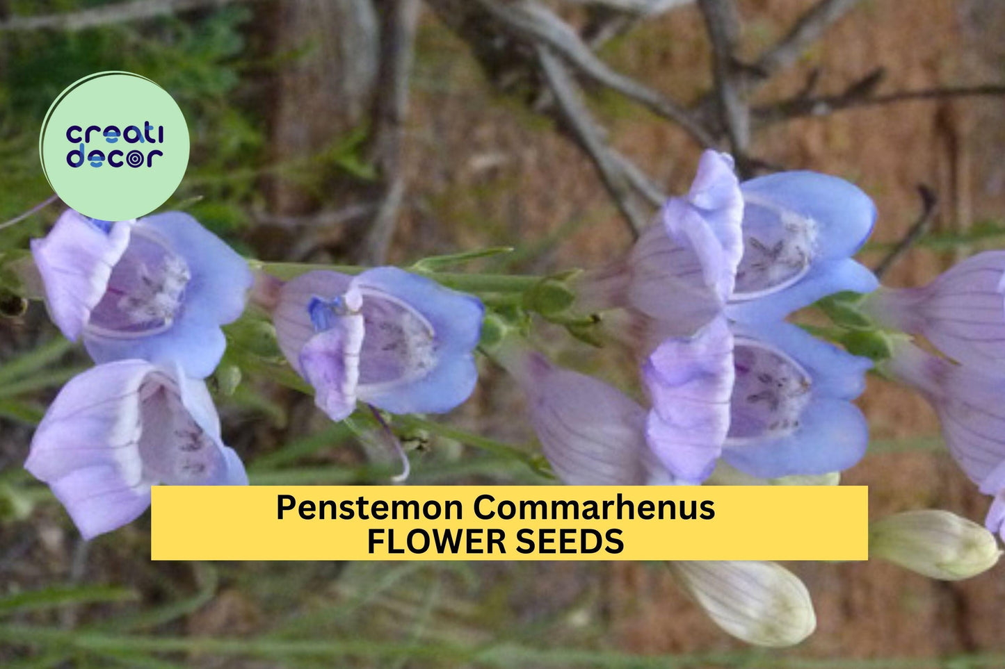 3 Pack Penstemon commarhenus Seeds – Dusky Beardtongue, Native Wildflower, Pollinator, Drought-Tolerant, Lavender to Violet Flowers