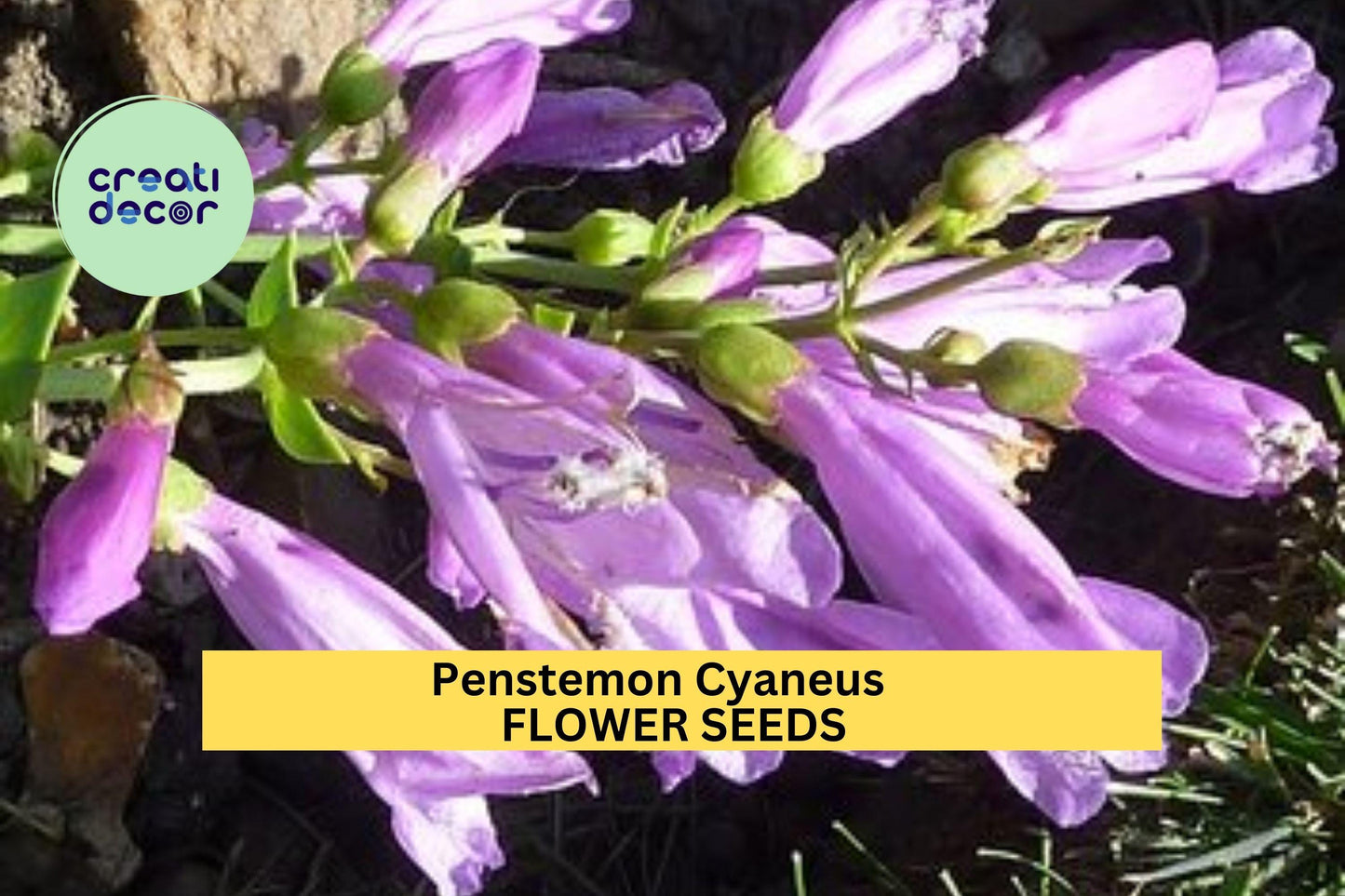 3pcs Penstemon cyaneus Seeds – Blue Penstemon Wildflower for Dry Gardens, Pollinator Habitat, Native Perennial