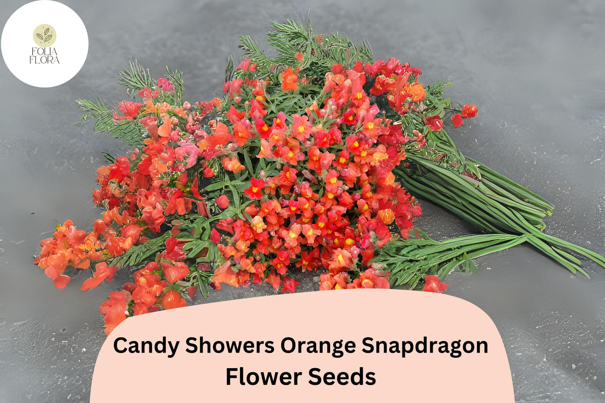 Orange Snapdragon Seeds | Candy Showers Cascading Blooms | Antirrhinum majus | 1000+ Seeds for Hanging Baskets & Gardens