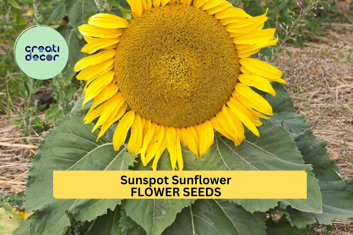 Sunspot Sunflower Seeds 3 Pack | Dwarf Helianthus annuus Bright Yellow Blooms for Containers & Gardens