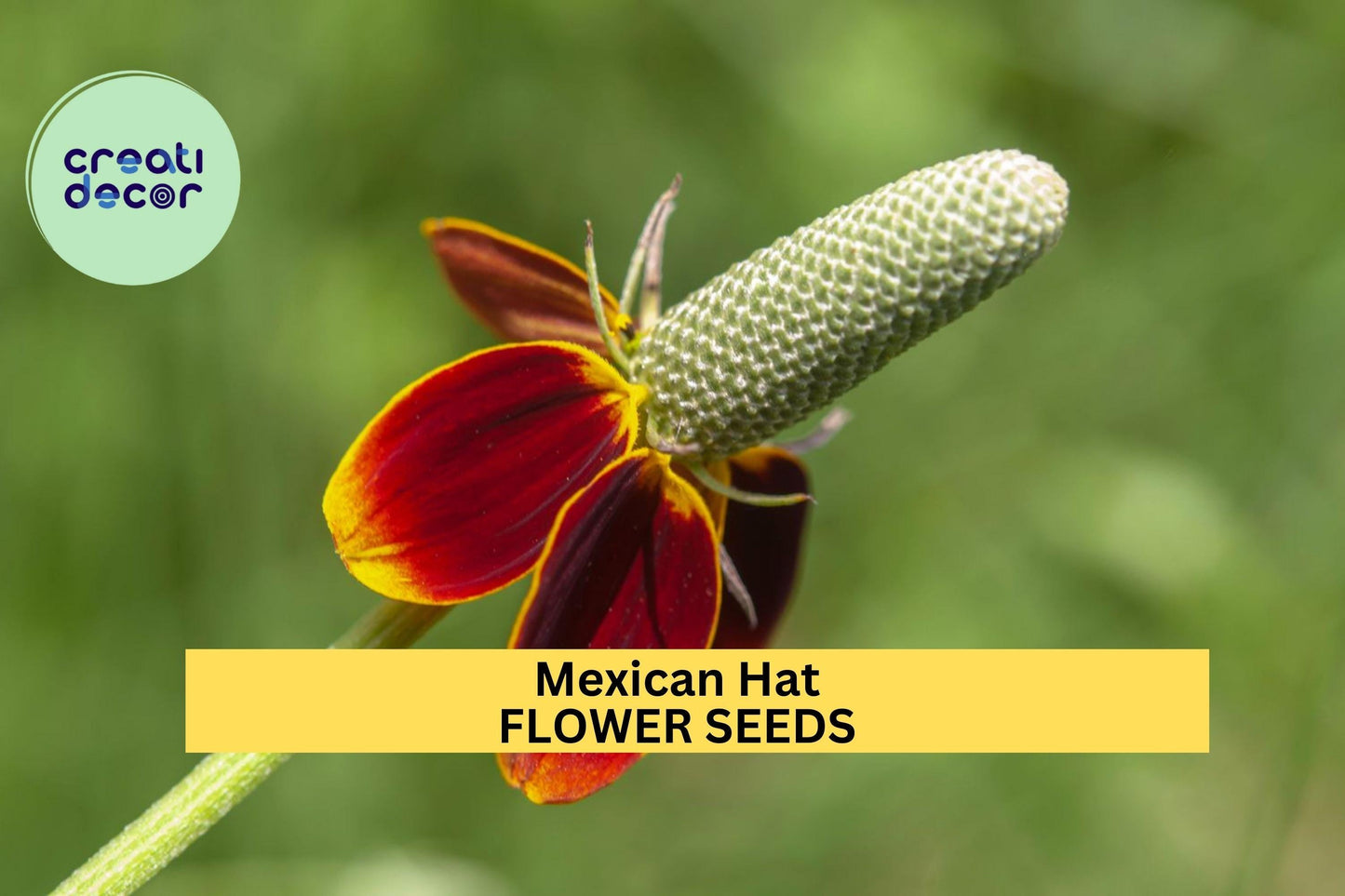 3pcs Mexican Hat Seeds – Vibrant Red-Yellow Wildflowers for Pollinator Gardens, Meadow, Prairie Planting – Ratibida columnifera