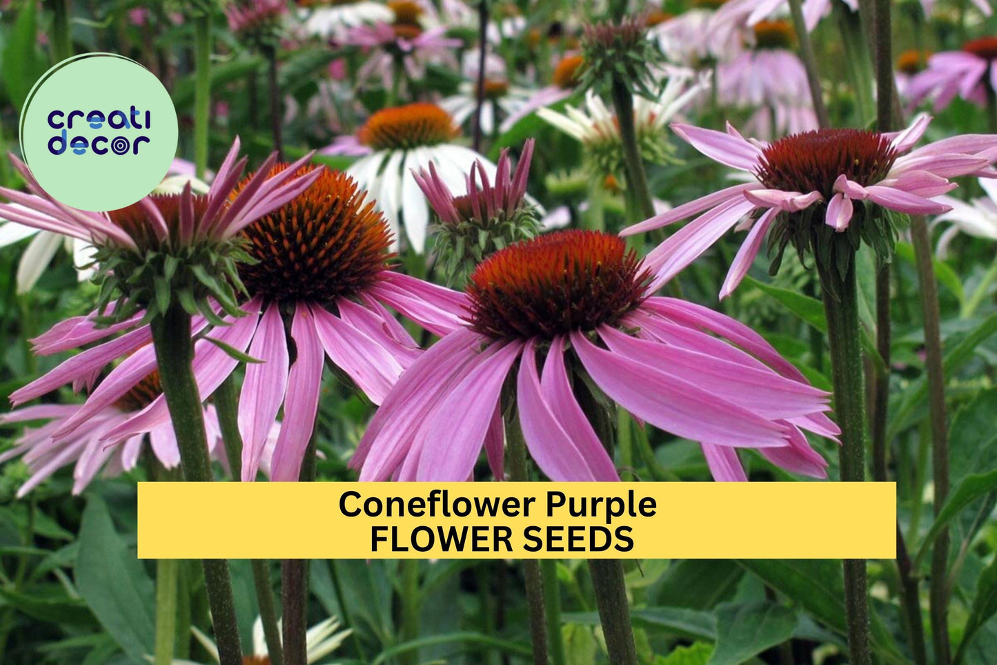 3 Pcs 500mg Purple Coneflower Seeds Echinacea purpurea Native Perennial for Pollinators & Wildflower Gardens