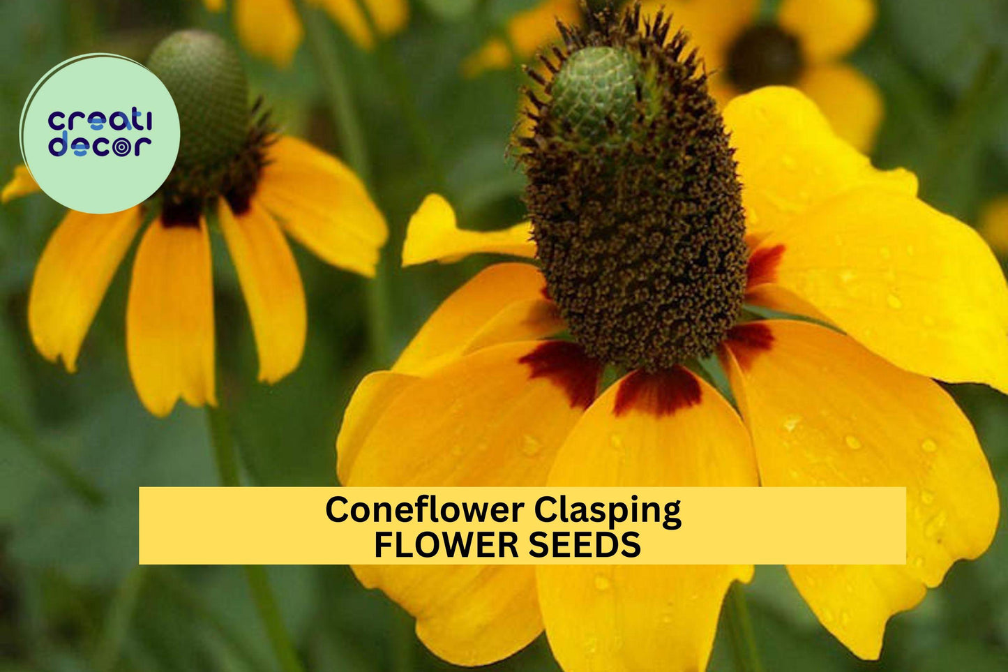 3pcs Clasping Coneflower Seeds – Native Drought-Tolerant Wildflower for Pollinators – Dracopis amplexicaulis, Yellow Blooms