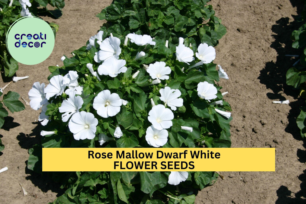 3pcs Dwarf White Rose Mallow Seeds Hibiscus moscheutos Compact White Flower Border Container Pollinator Garden