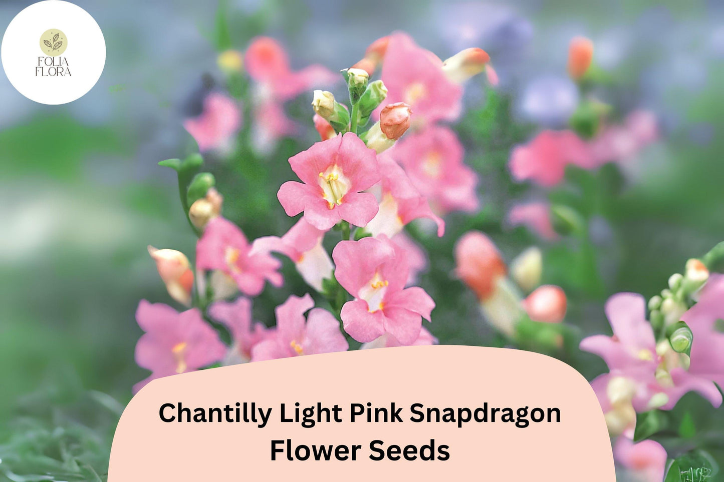 Chantilly Light Pink Snapdragon Seeds | Tall, Fragrant, Pollinator-Friendly Antirrhinum majus for Gardens & Cut Flowers