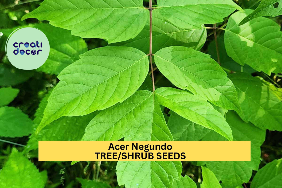 3pcs Acer negundo Seeds – Fast-Growing Boxelder Tree Seeds for Shade, Ornamental Landscaping, Wildlife Habitat, Acer negundo