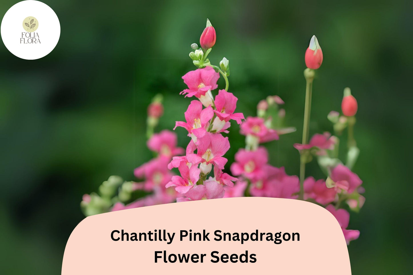 Chantilly Pink Snapdragon Seeds | Tall Fragrant Cut Flowers | Antirrhinum majus | 1000+ Seeds