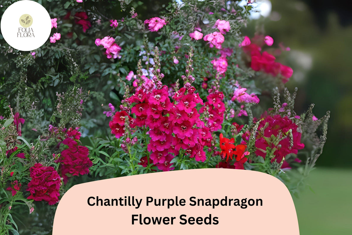 Chantilly Purple Snapdragon Seeds | Tall, Fragrant Blooms | Antirrhinum majus | Pollinator-Friendly Annual