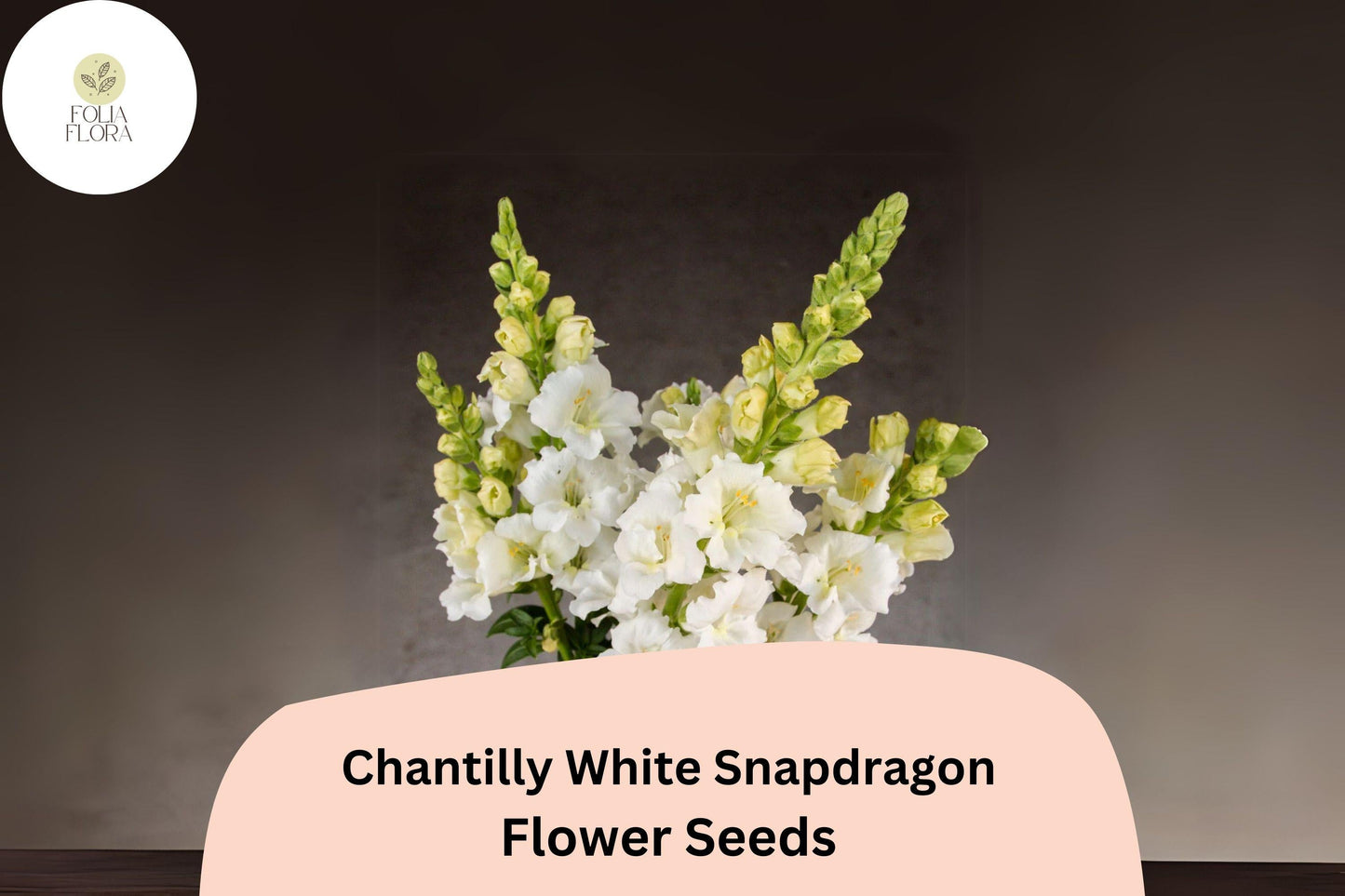 Chantilly White Snapdragon Seeds | Fragrant Tall Blooming Annual | Antirrhinum majus | 1000+ Seeds