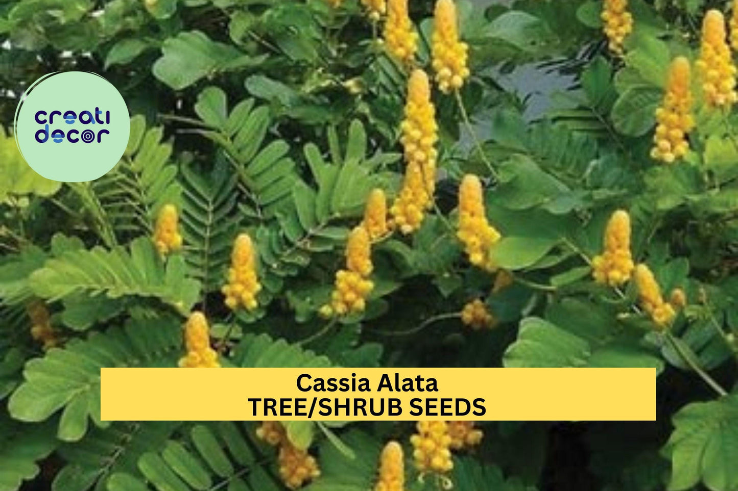 20 Seeds Cassia alata Candle Bush Tropical Ornamental Shrub with Yellow Flower Spikes