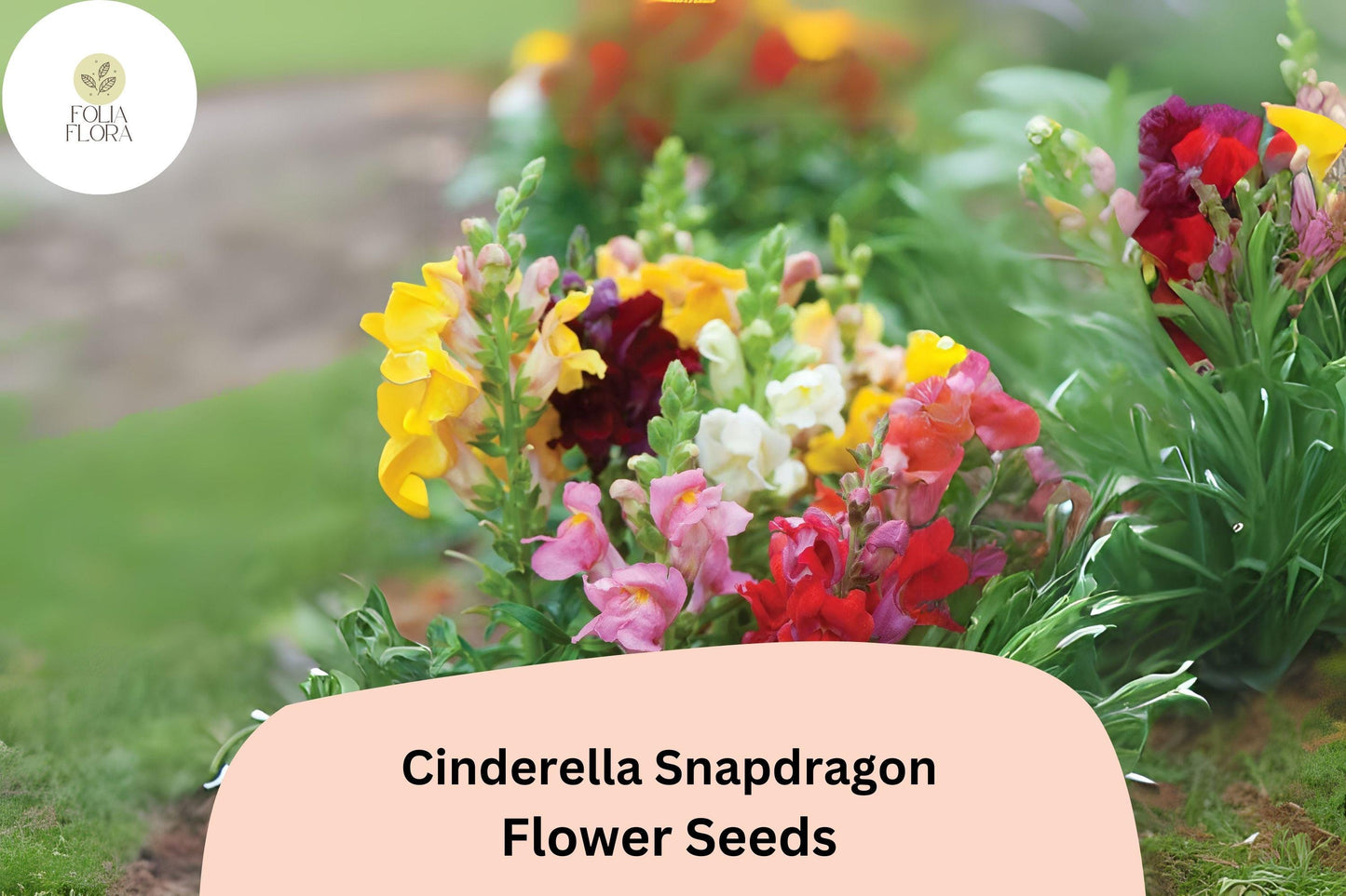 Cinderella Snapdragon Seeds | 1000+ Pastel Antirrhinum majus for Garden & Cut Flowers | Pollinator-Friendly, Fragrant