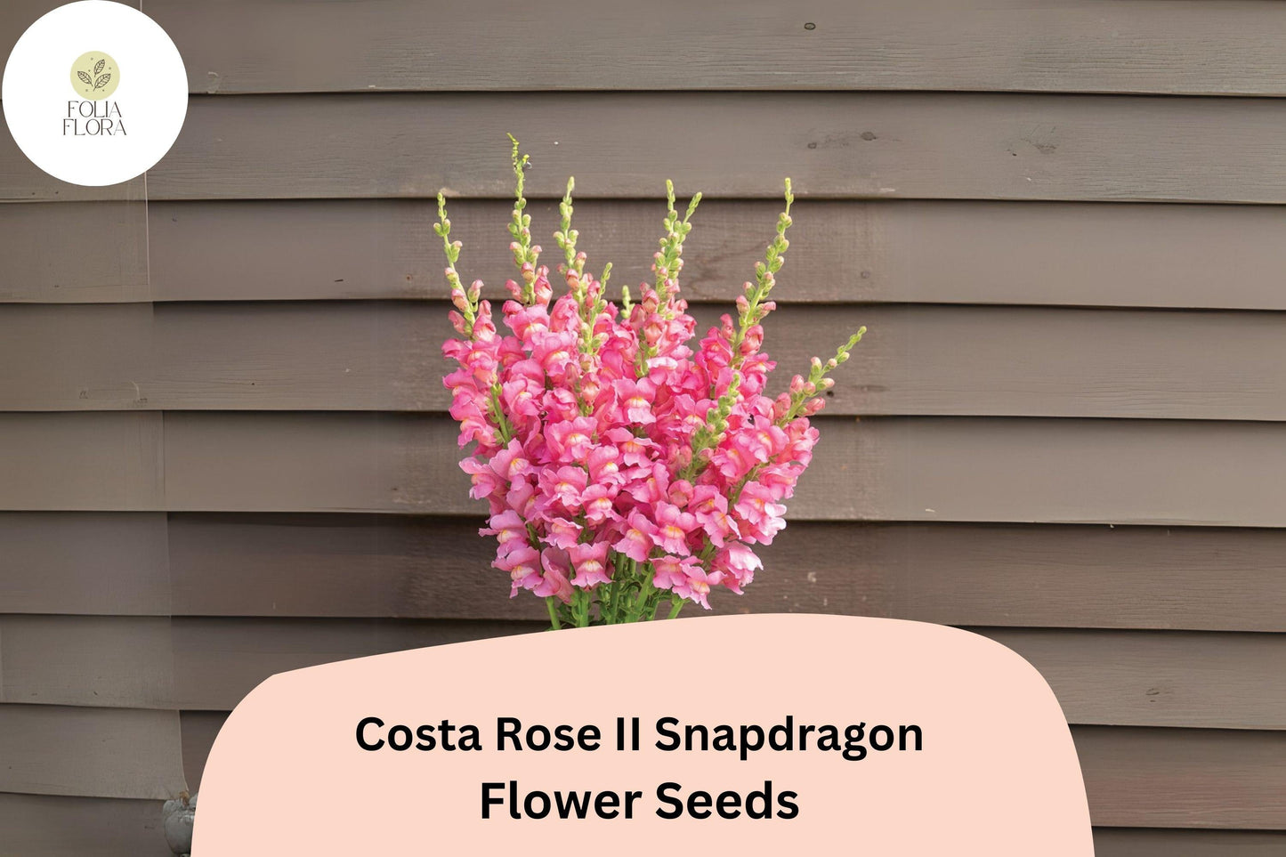 Costa Rose II Snapdragon Seeds | Rose-Pink Blooms, Pollinator-Friendly, Antirrhinum majus, Garden Bed & Border Plants