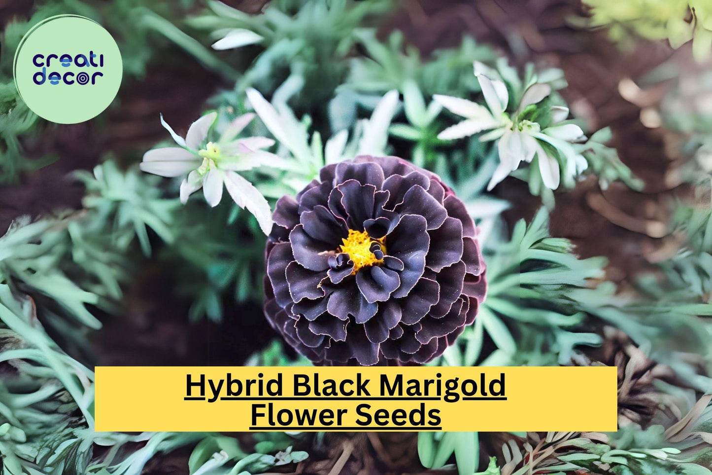 Hybrid Black Marigold Seeds – 25+ Tagetes patula, Dark Blooms, Pollinator Friendly, Drought Tolerant, Annual Flower