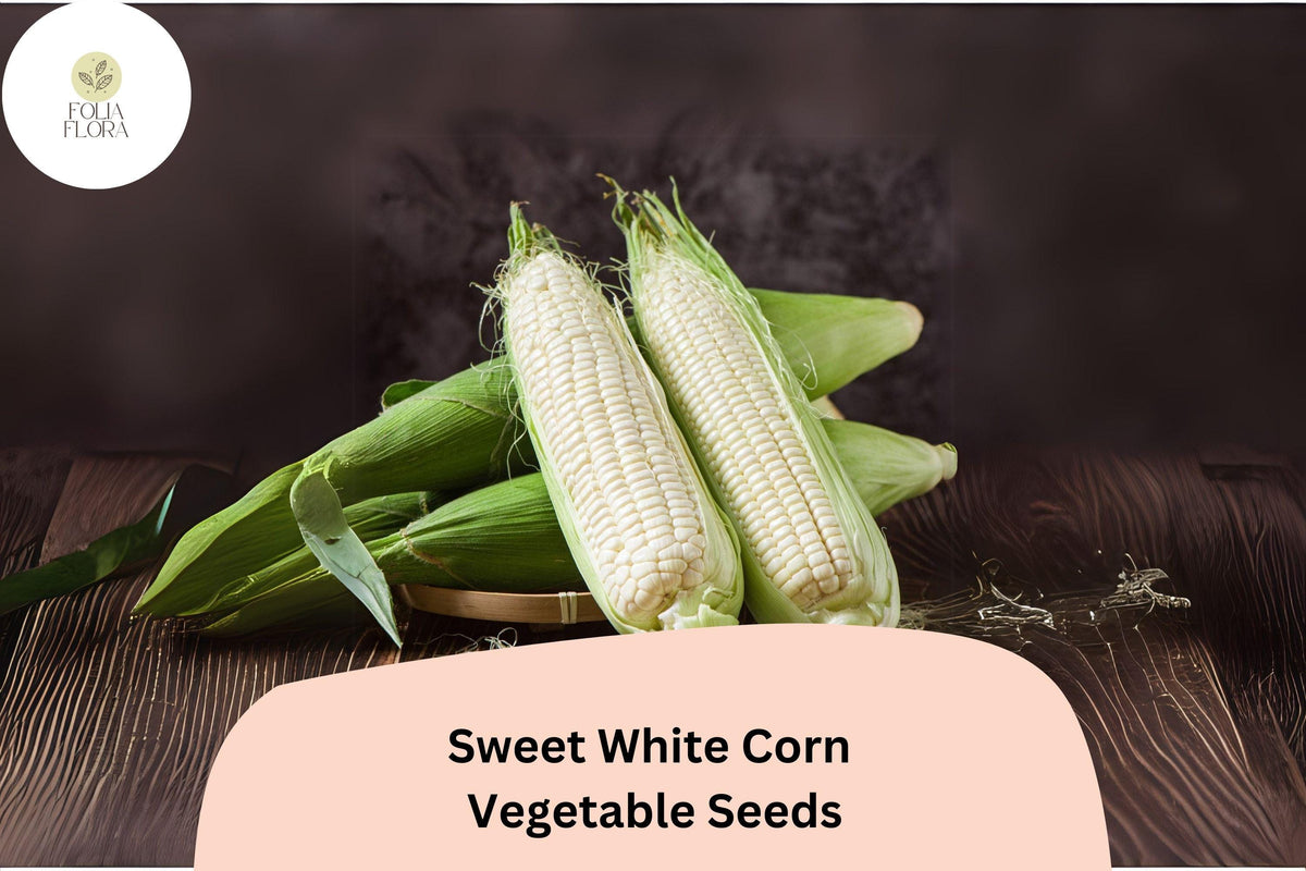 Sweet White Corn Seeds – Heirloom, Non-GMO, Open-Pollinated, 50 Premium Zea mays for Home Garden, Fresh Eating, Grilling