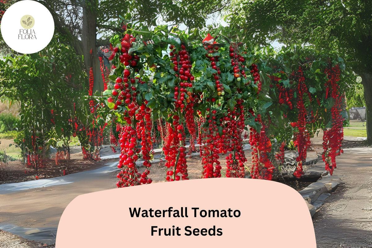 Waterfall Tomato Seeds, 200pcs, Cherry-Sized, Trailing, Solanum lycopersicum, Non-GMO, High-Yield, Container & Hanging Basket Gardening
