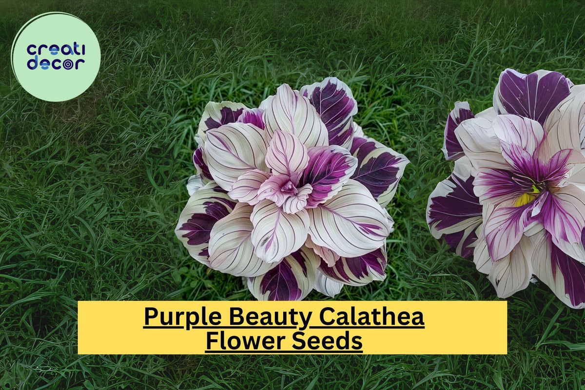 Purple Beauty Calathea Seeds – Exotic Tropical Houseplant with Vibrant Purple Foliage – Calathea spp. for Indoor & Shaded Gardens