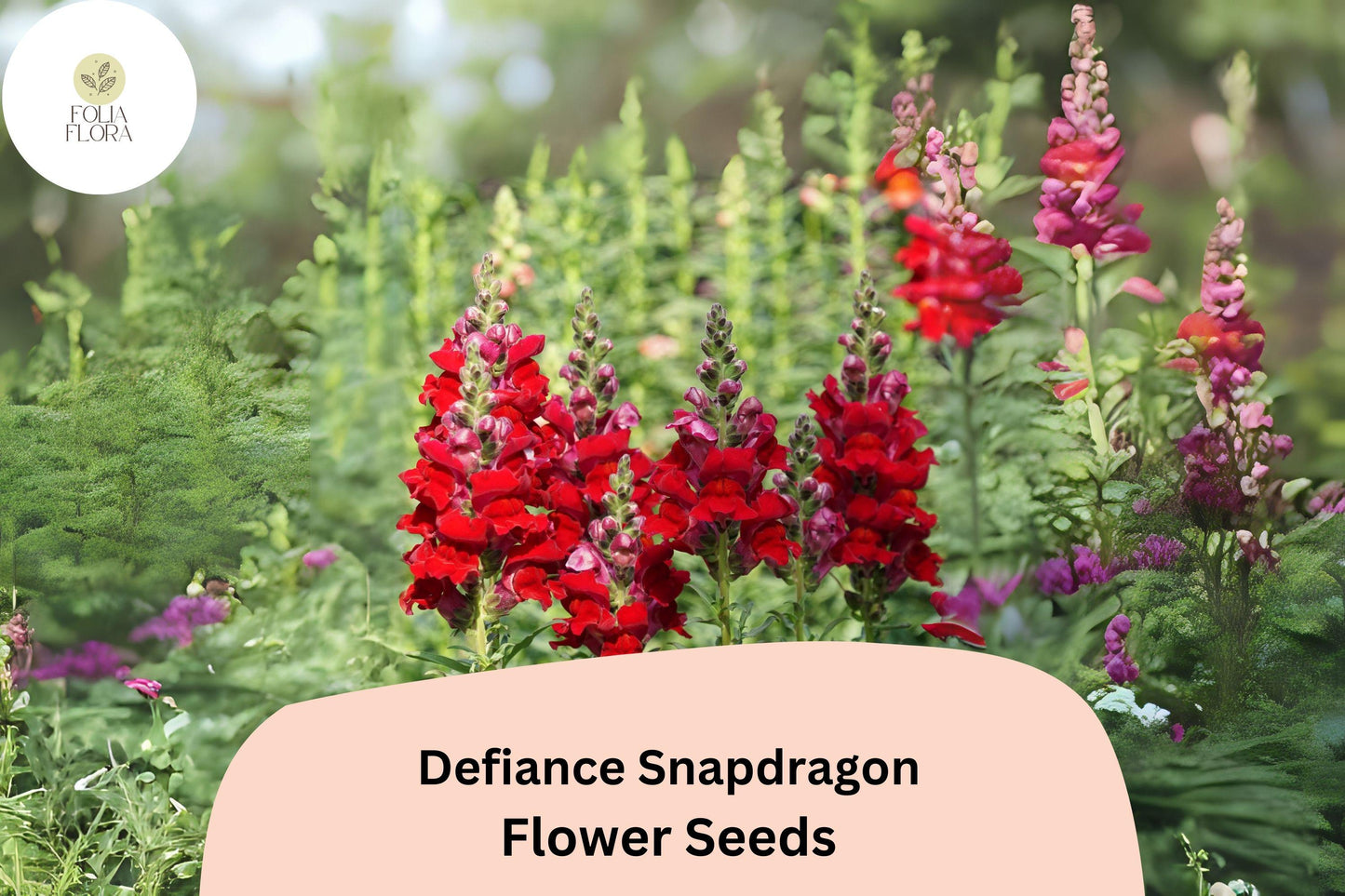 Defiance Snapdragon Seeds 1000+ | Deep Red Antirrhinum majus for Garden & Cut Flowers | Pollinator-Friendly Annual