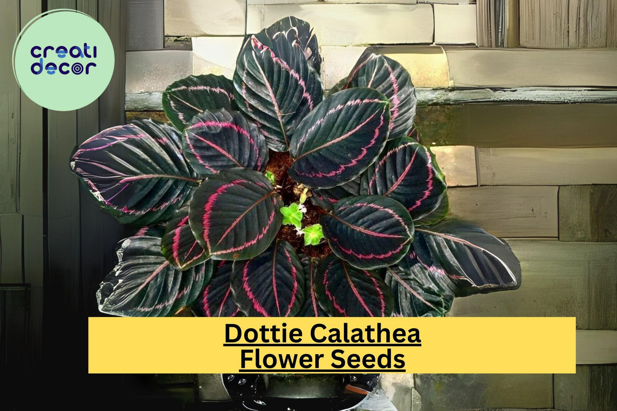 25+ Dottie Calathea Seeds | Exotic Tropical Houseplant with Dark Foliage & Pink Accents | Calathea roseopicta ‘Dottie’