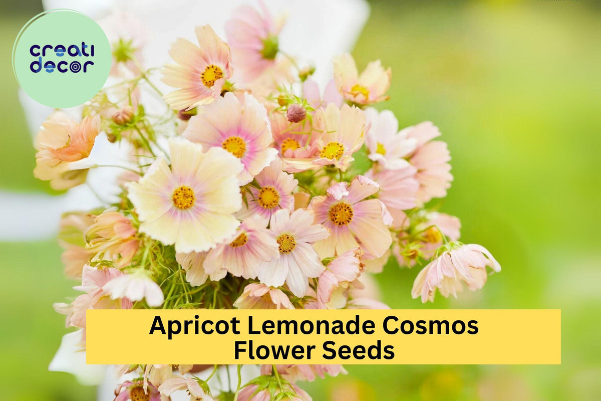 Apricot Lemonade Cosmos Seeds - 200+ Cosmos bipinnatus Annual Flower for Gardens, Borders & Pollinators