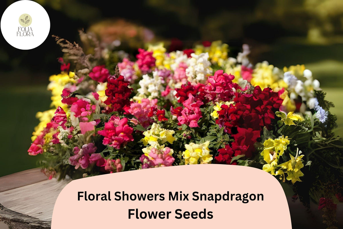 Dwarf Snapdragon Seeds | Floral Showers Mix | Colorful Blooms | Antirrhinum majus | 1000+ Seeds