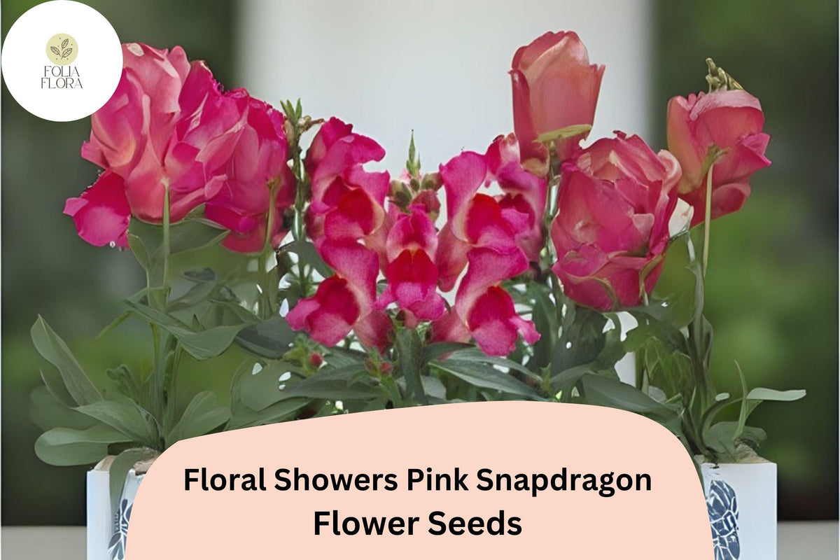 Pink Snapdragon Seeds | Dwarf Compact Variety | Soft Pink Blooms | Antirrhinum majus | 1000+ Seeds