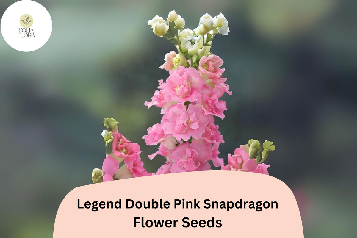 Antirrhinum majus Legend Double Pink Snapdragon Seeds – Double Blooms, Pollinator-Friendly, Garden & Cut Flower