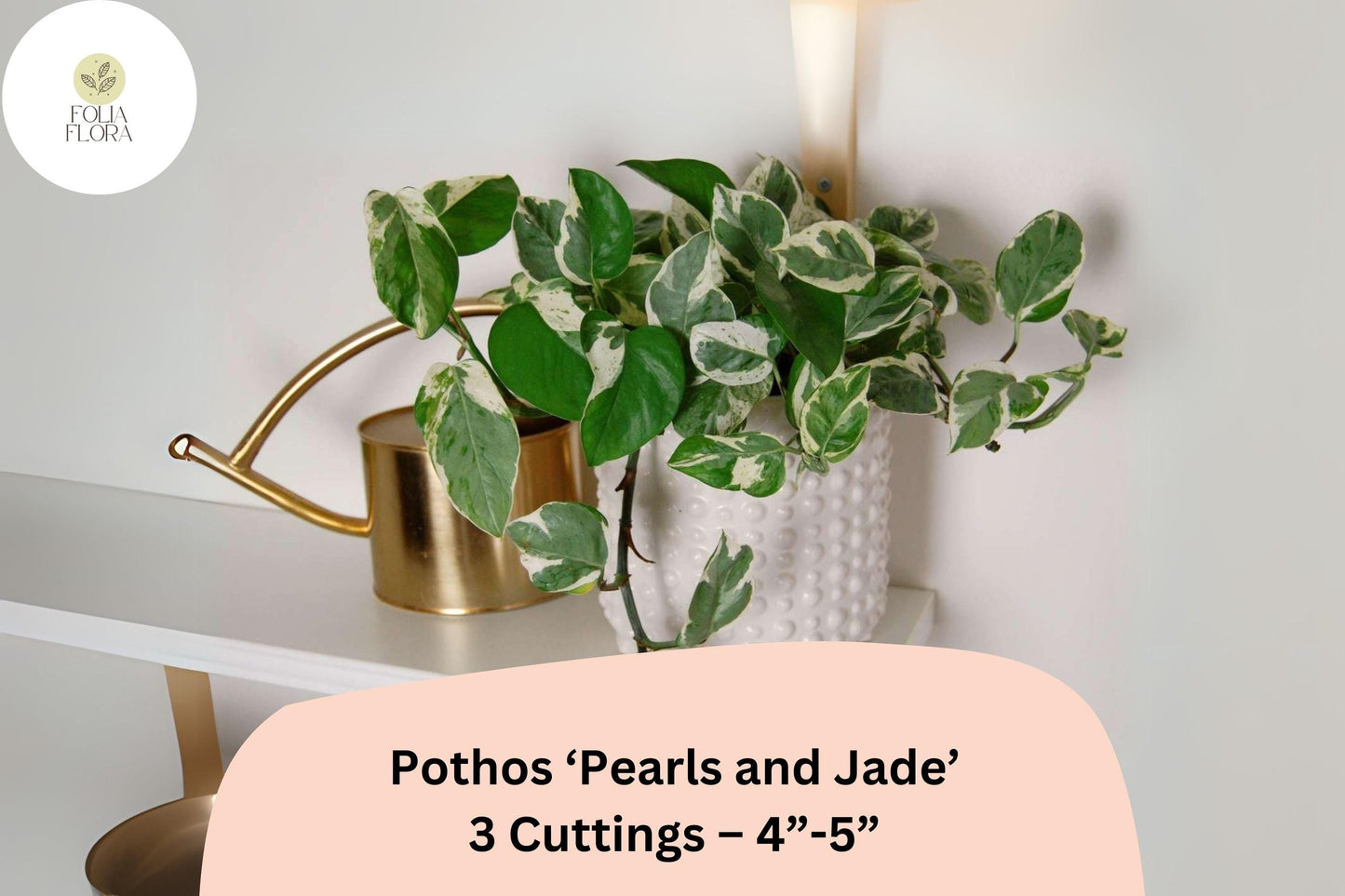 Pothos Pearls and Jade Cuttings – 3 Healthy Variegated Houseplants in Green and White – Epipremnum aureum