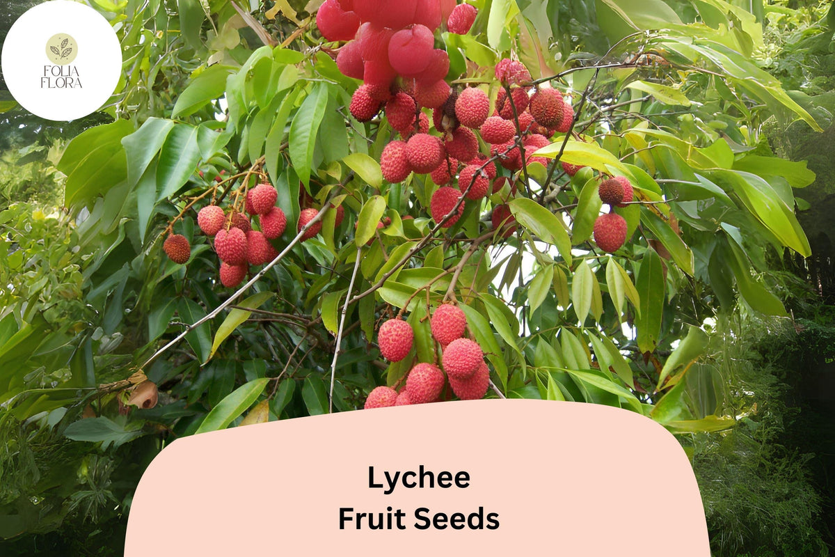 Lychee Seeds – Tropical Fruit Tree, Non-GMO, Heirloom, Litchi chinensis, Grow Your Own Lychee Tree