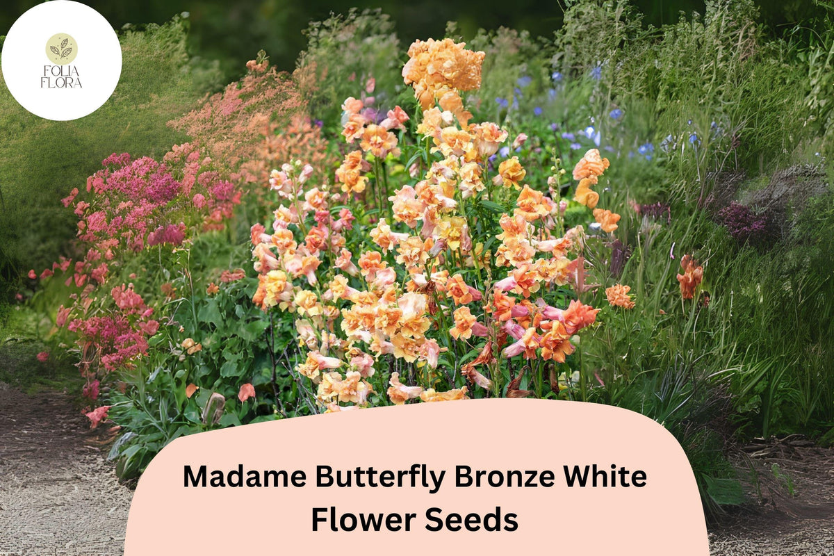 Antirrhinum majus Madame Butterfly Bronze White Snapdragon Seeds – 1000+ Ruffled Double-Petaled Flowers for Garden & Cut Flowers