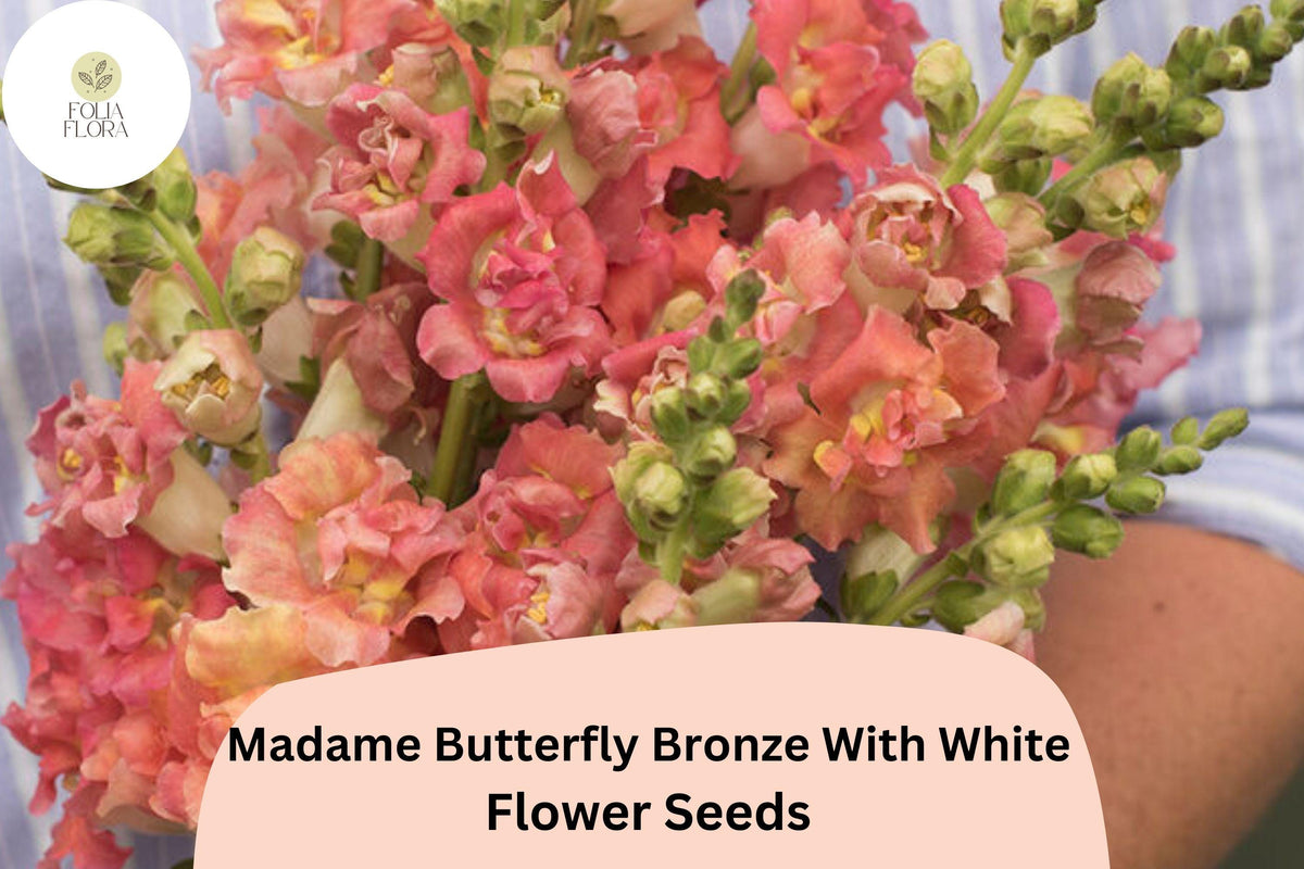 Madame Butterfly Snapdragon Seeds – Ruffled Bronze White Antirrhinum majus, Double-Petaled, Pollinator-Friendly, Full Sun, 1000+ Seeds