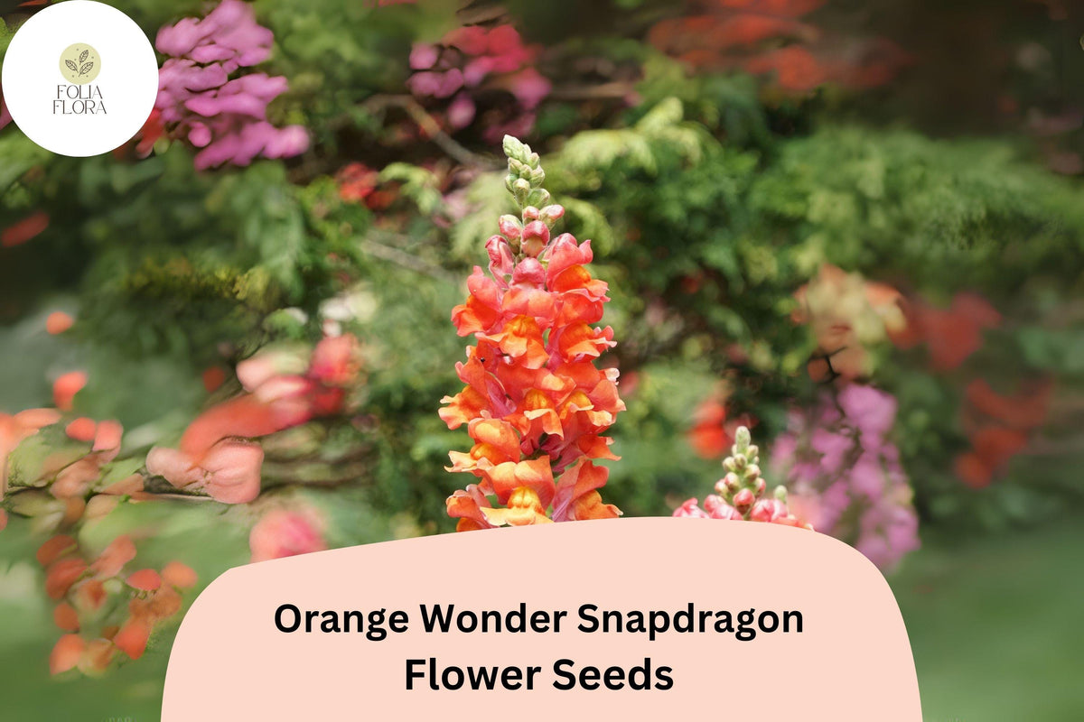 Antirrhinum majus Orange Wonder Snapdragon Seeds – 1000+ Bright Orange Blooms for Garden & Cut Flowers