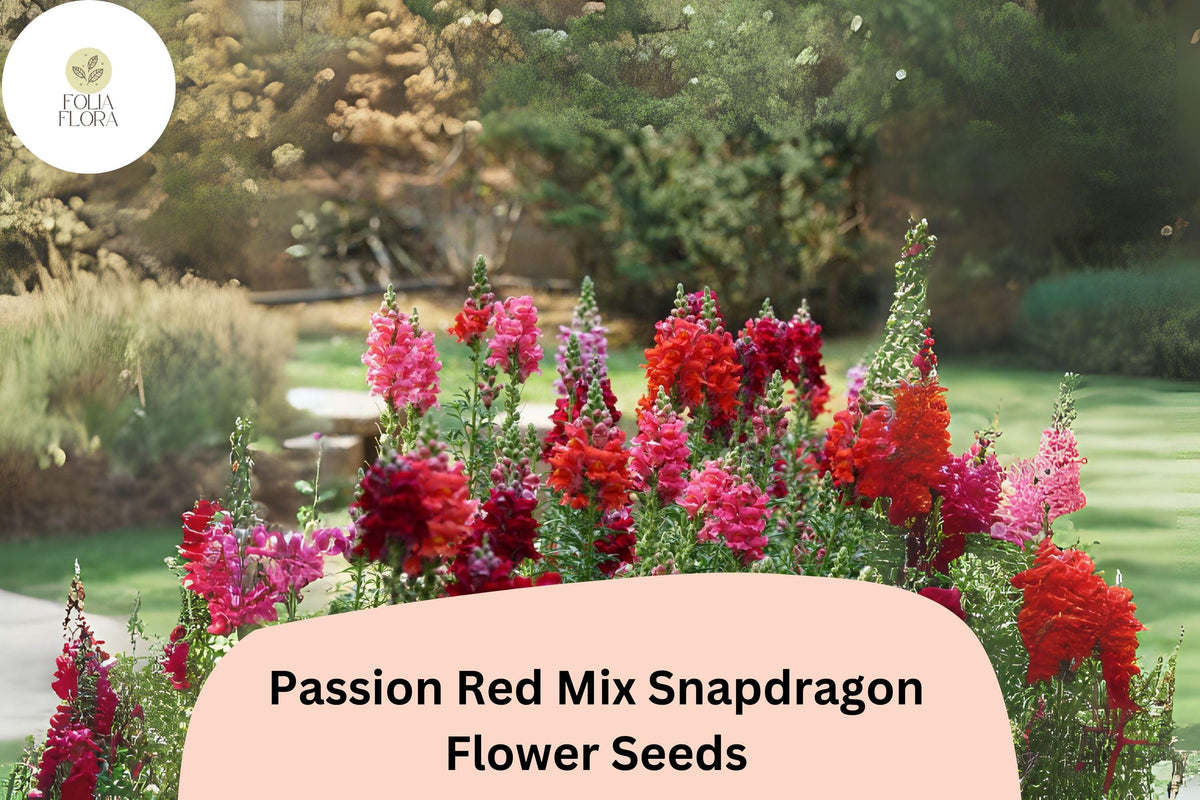 Passion Red Snapdragon Seeds – 1000+ Crimson & Scarlet Blooms, Antirrhinum majus, Double-Petaled, Pollinator-Friendly, Full Sun to Partial Shade