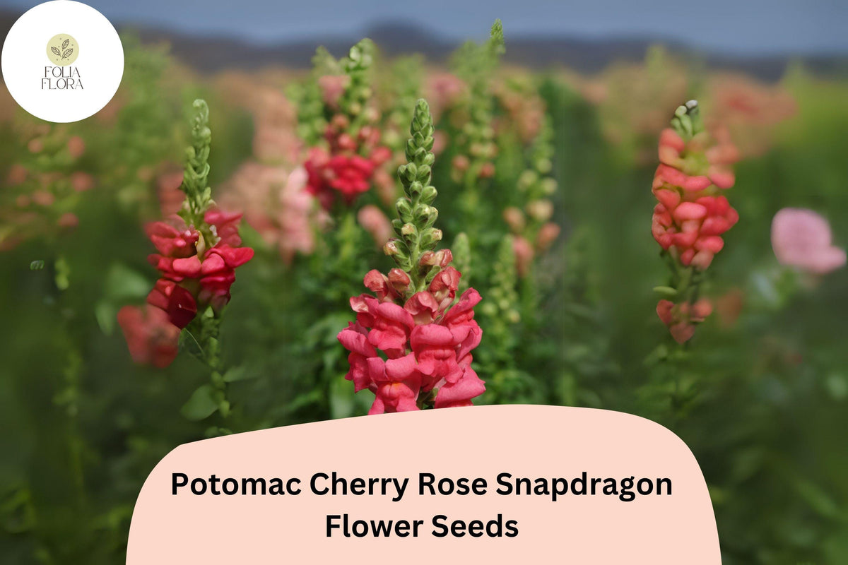 Potomac Cherry Rose Snapdragon Seeds – 1000+ Pink-Red Blooms, Antirrhinum majus, Pollinator-Friendly, Cut Flower, Full Sun to Partial Shade