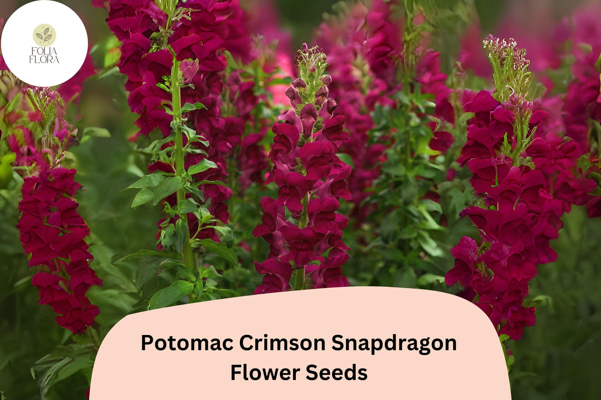 Snapdragon Seeds | Potomac Crimson Variety | Deep Red Blooms | Antirrhinum majus | 1000+ Seeds for Garden & Cut Flowers