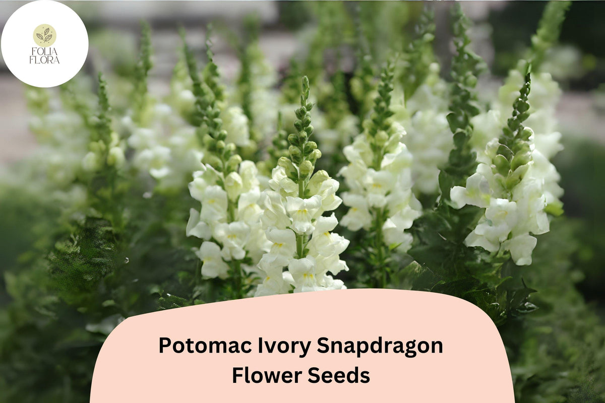 Antirrhinum majus Potomac Ivory Snapdragon Seeds – 1000+ Creamy White Blooms for Garden & Bouquets