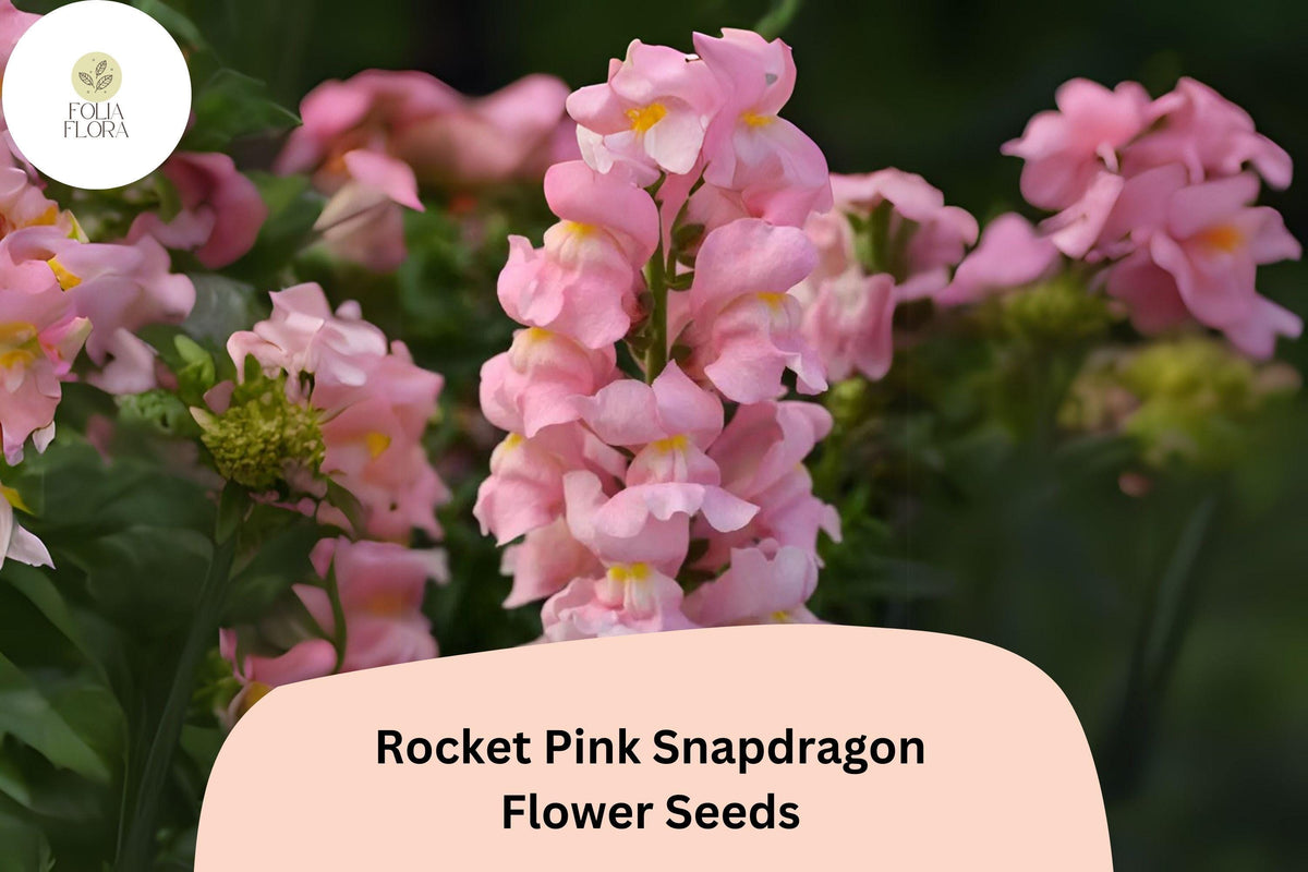 Antirrhinum majus Rocket Pink Snapdragon Seeds – 1000+ Bright Pink Blooms for Garden & Cut Flowers