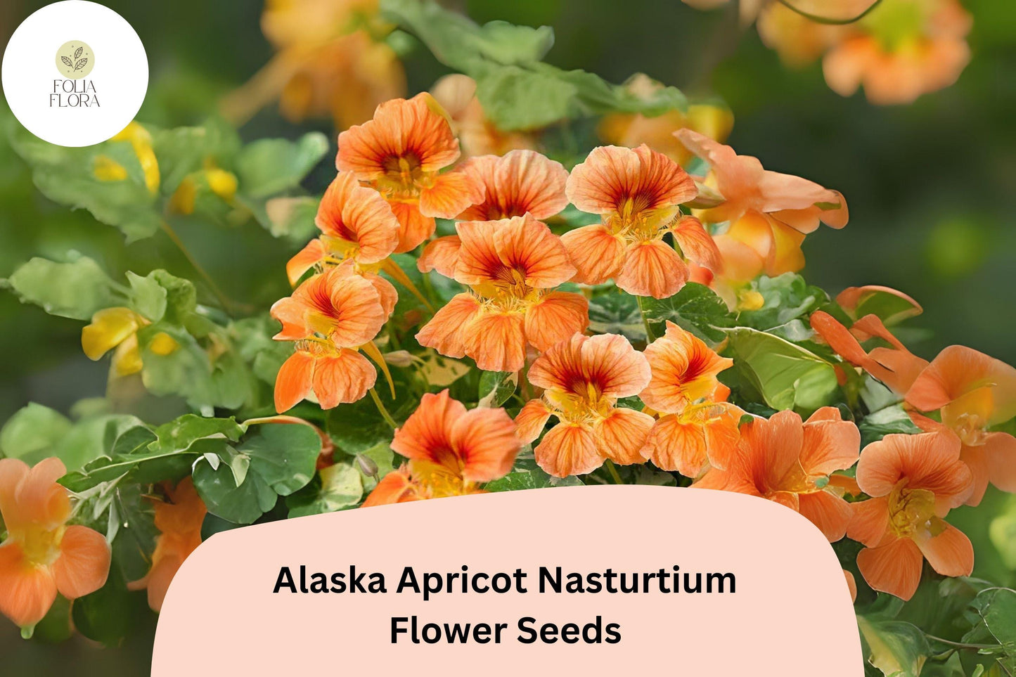 Alaska Apricot Nasturtium Seeds – Variegated Foliage, Edible Peach Blooms, Pollinator-Friendly, Trailing & Bushy Growth, 50+ Seeds