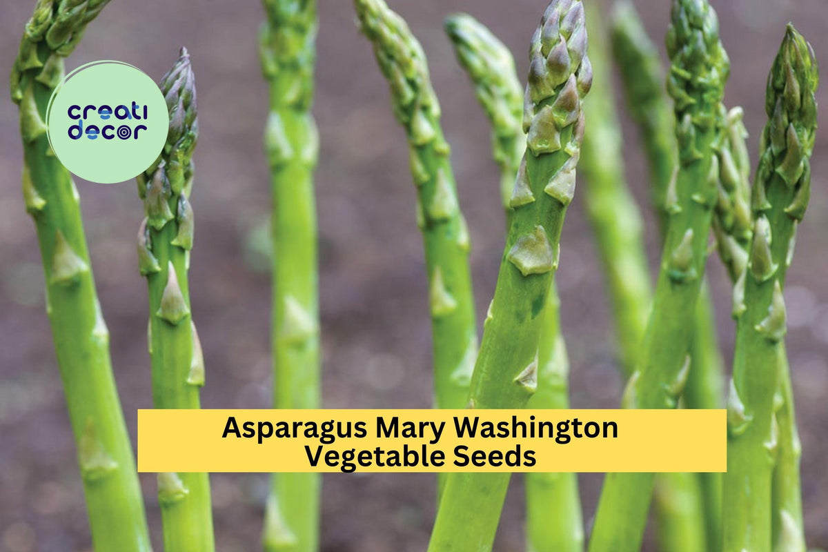3pcs Asparagus Mary Washington Seeds – Heirloom Perennial Vegetable for Garden Beds & Rows – Asparagus officinalis