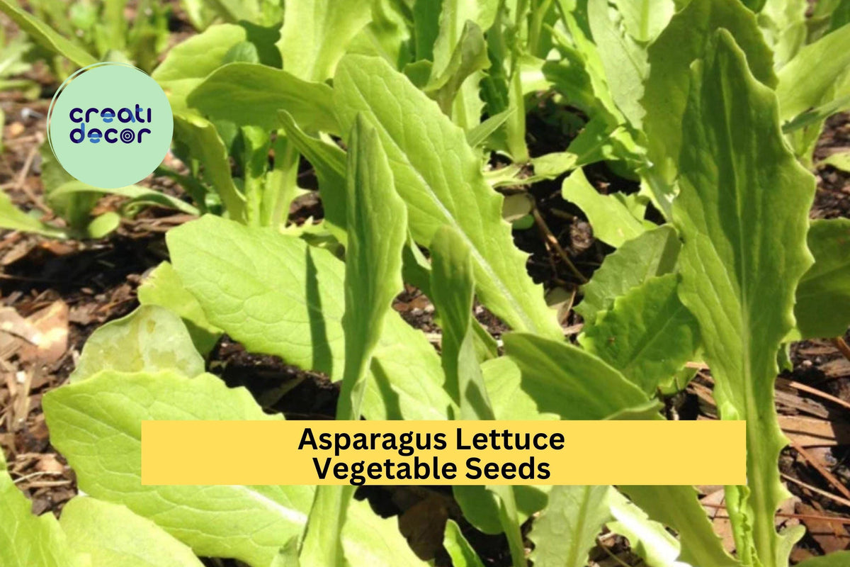 200 Seeds Asparagus Lettuce New Yu Mai Seeds – Crisp Asian Stem Lettuce for Garden Beds & Containers, Lactuca sativa var. asparagina