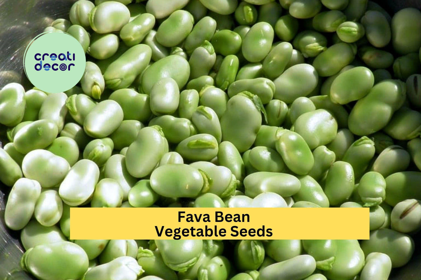 3pcs Fava Bean Seeds – Broad Beans for Cool Season Planting in Garden Beds & Containers – Vicia faba