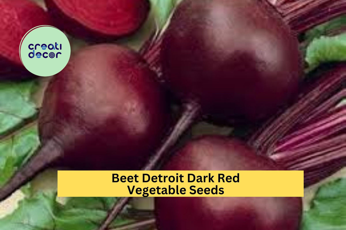 3pcs Beet Detroit Dark Red Seeds – Heirloom Beta vulgaris for Garden Beds, Containers, Raised Rows