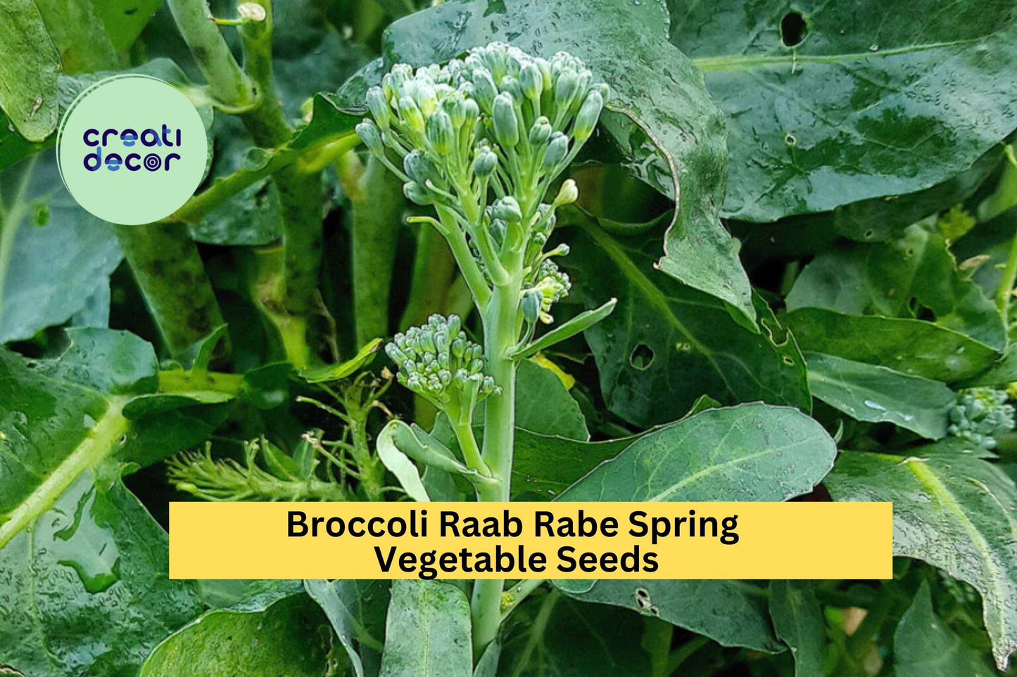 Broccoli Raab Seeds – 3 Pack, Spring Rapini Variety, Brassica rapa subsp. ruvo, Green Leafy Stems for Raised Beds & Containers