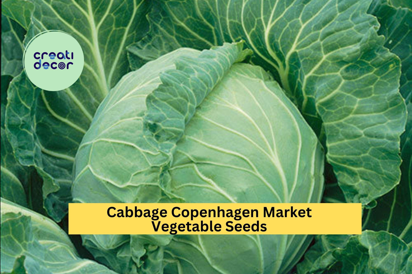 3 Pack Copenhagen Market Cabbage Seeds – Heirloom Green Heads for Raised Beds, Garden Rows, Containers – Brassica oleracea