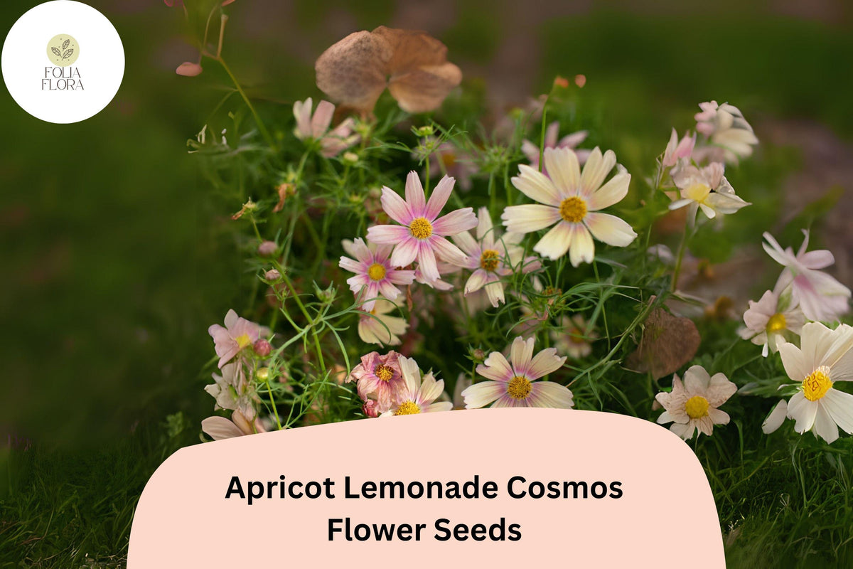Cosmos bipinnatus Apricot Lemonade Seeds – 200+ Pastel Flowers for Garden & Cut Flowers, Drought-Tolerant, Pollinator-Friendly