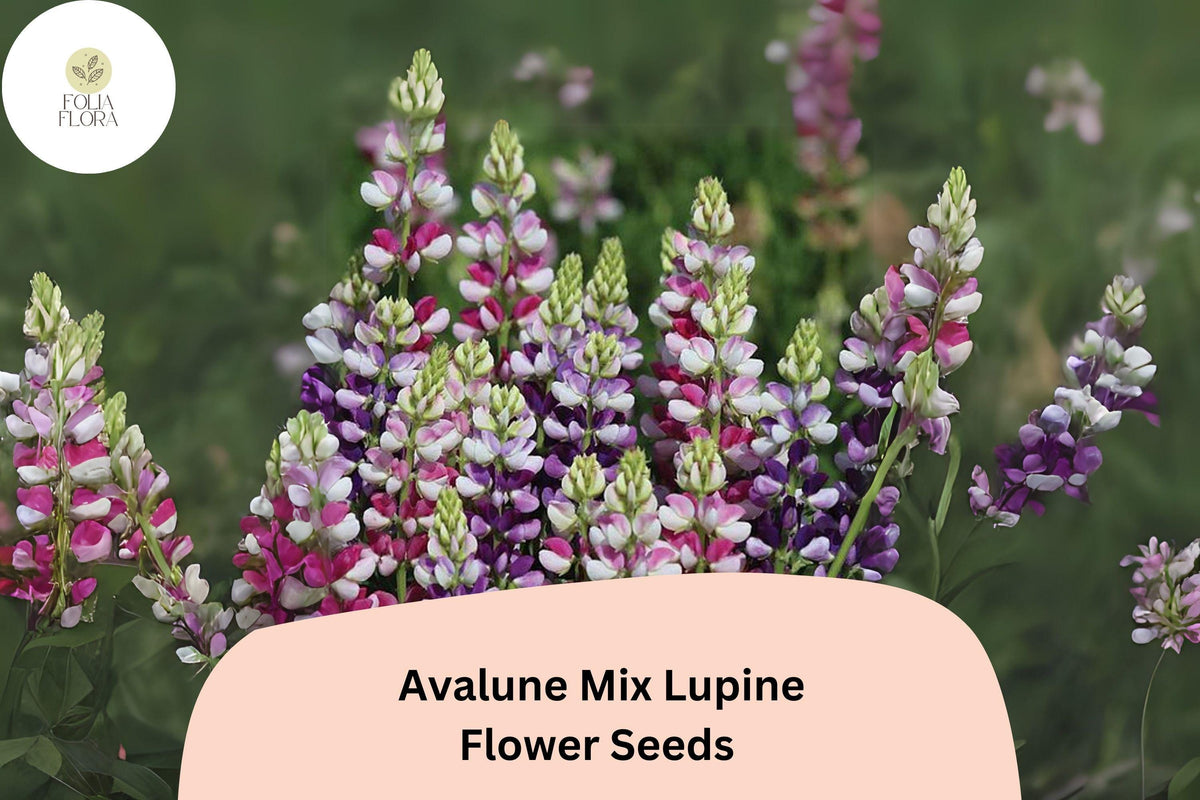 Avalune Mix Lupine Seeds – Bicolor Wildflowers for Pollinator Gardens, Compact Bushy Plants, Attracts Bees & Butterflies