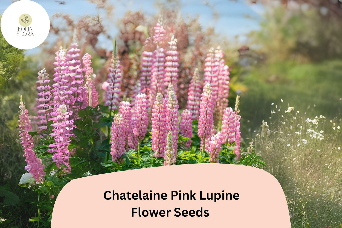 Lupinus ‘Chatelaine Pink’ Seeds – Pink Lupine Flower Seeds for Pollinator Gardens, Drought-Tolerant, Attracts Bees & Butterflies