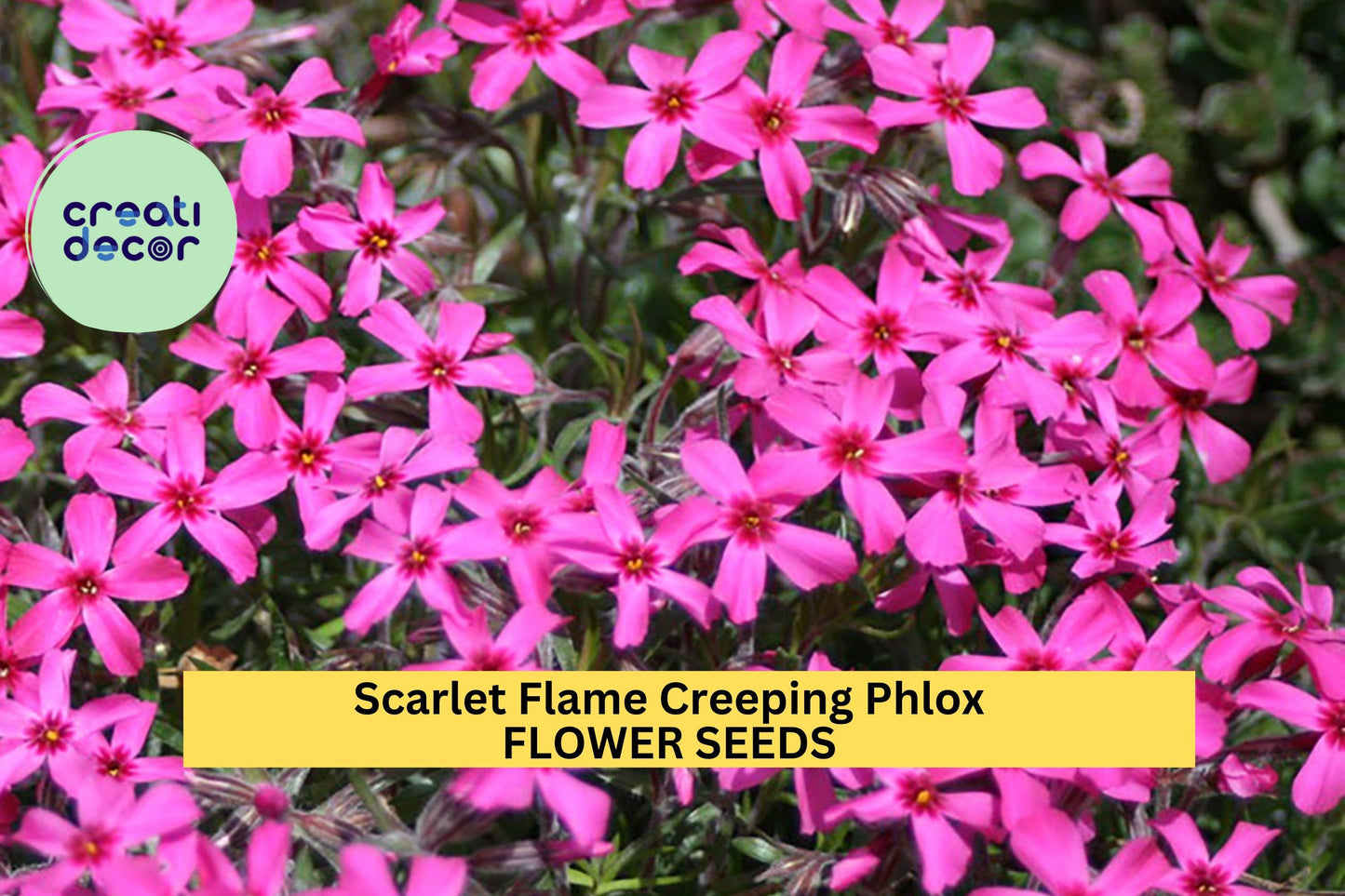 Scarlet Flame Creeping Phlox Seeds – Perennial Groundcover with Scarlet-Pink Blooms – Phlox subulata for Borders, Slopes & Rock Gardens