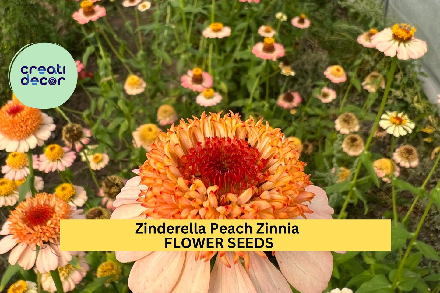 Zinderella Peach Zinnia Seeds – 100+ Peach Double Blooms, Scabiosa-Style, Pollinator-Friendly, Zinnia elegans, Cut Flower & Cottage Garden