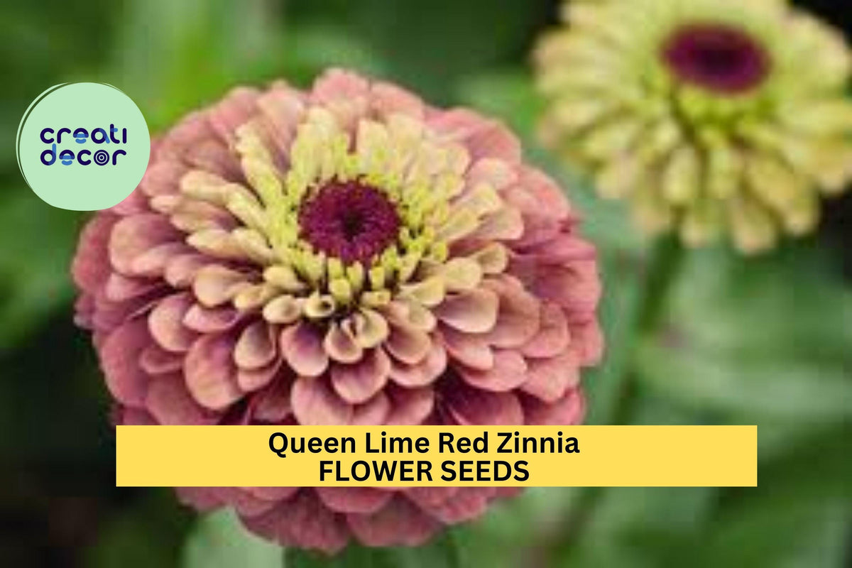 Queen Lime Red Zinnia Seeds – 100+, Zinnia elegans, Lime Green & Rose Red Blooms, Cut Flower & Pollinator Garden Seeds